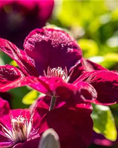Waldrebe 'Rouge Cardinal'