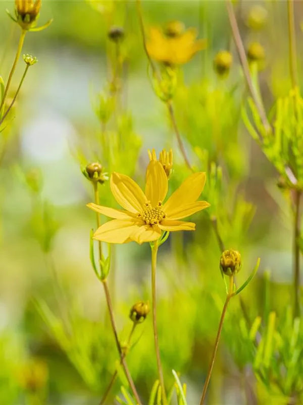 Mädchenauge 'Zagreb'