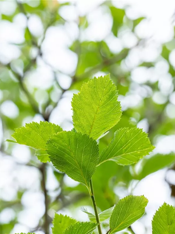 Apfeldorn 'Carrierei'