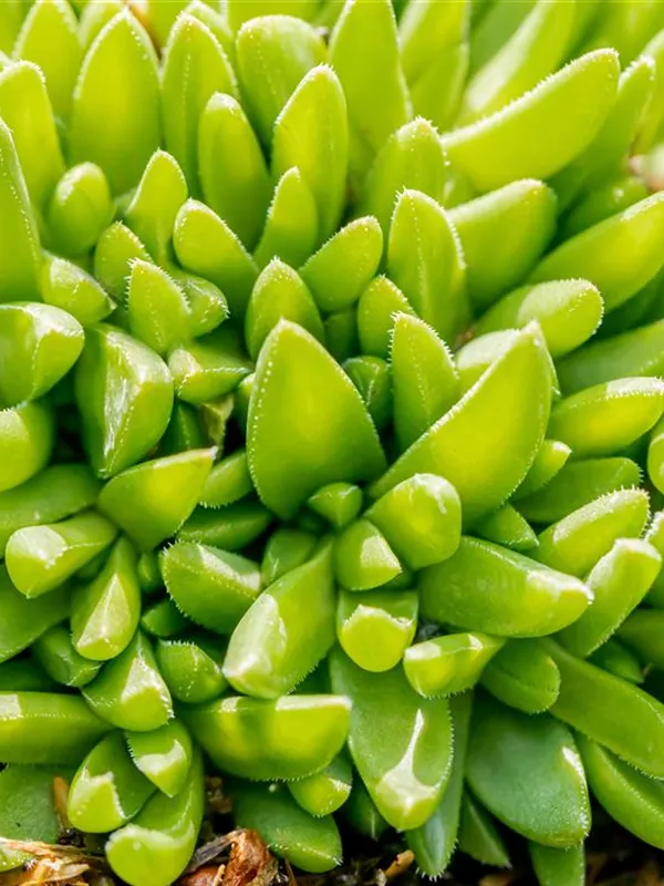 Mittagsblume 'Golden Nugget'