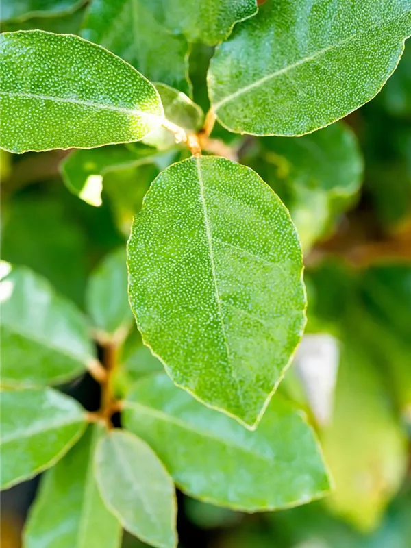 Immergrüne Ölweide 'Compacta'