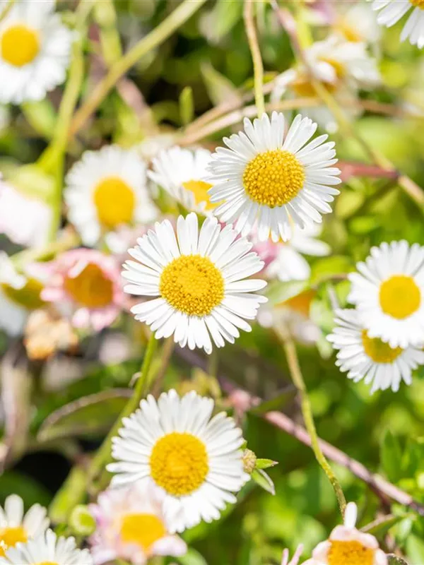 Karwinskis Feinstrahl