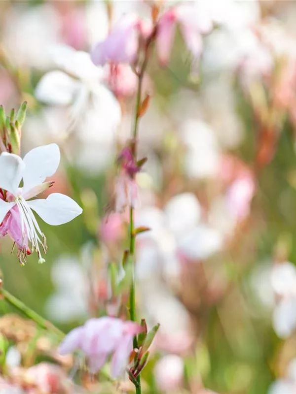 Prachtkerze 'Gambit® White'