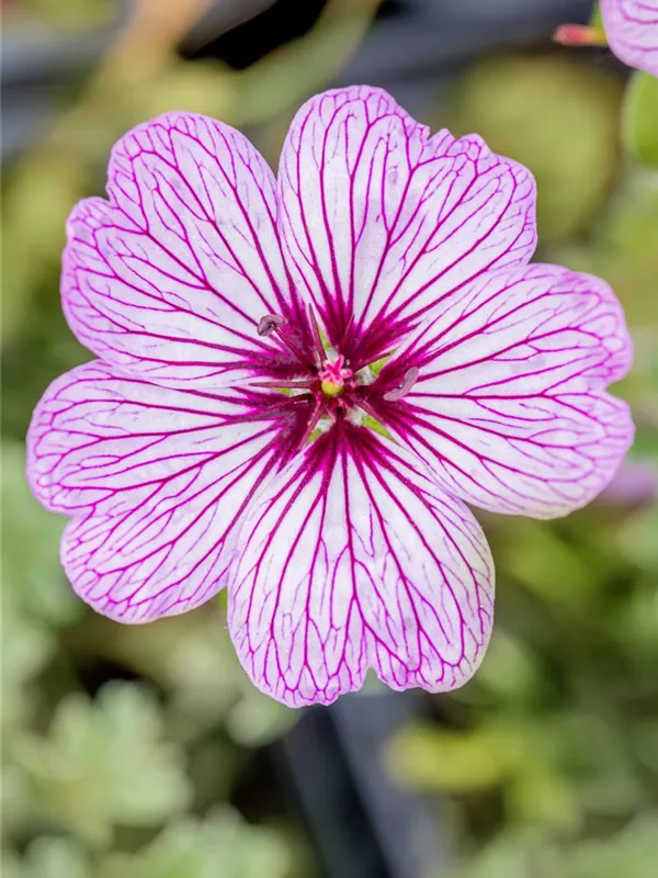 Aschgrauer Storchschnabel 'Ballerina'