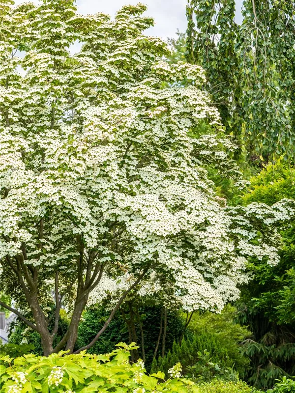 Japanischer Blumen-Hartriegel 'Wieting´s Select'