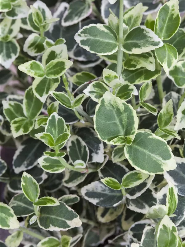 Weißbunte Kriechspindel 'Emerald Gaiety'