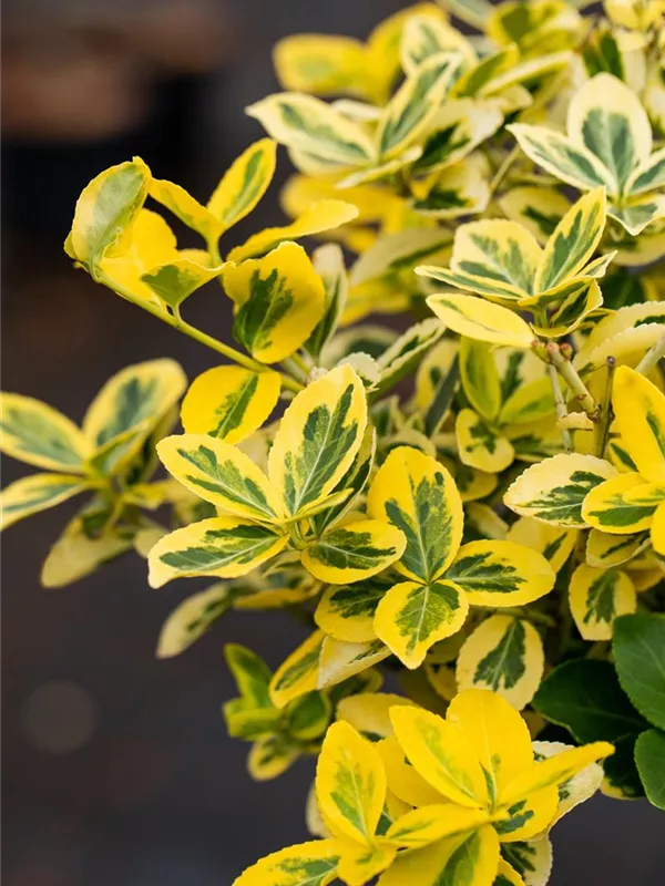 Goldbunte Kriechspindel 'Emerald´n Gold'