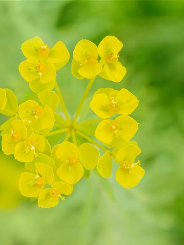 Bläuliche Wolfsmilch