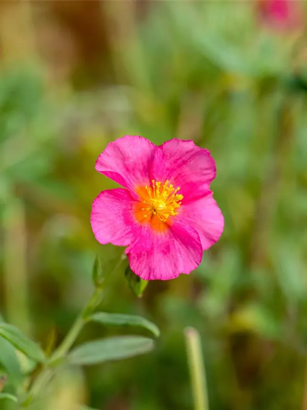 Sonnenröschen 'Ben Hope'