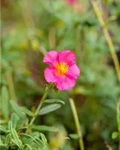 Sonnenröschen 'Ben Hope'