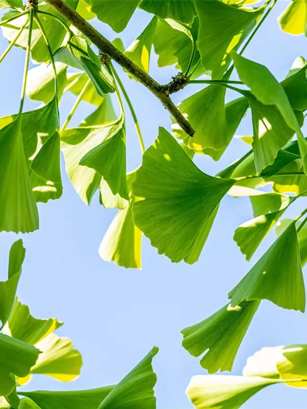Hängender Fächerblattbaum 'Pendula'