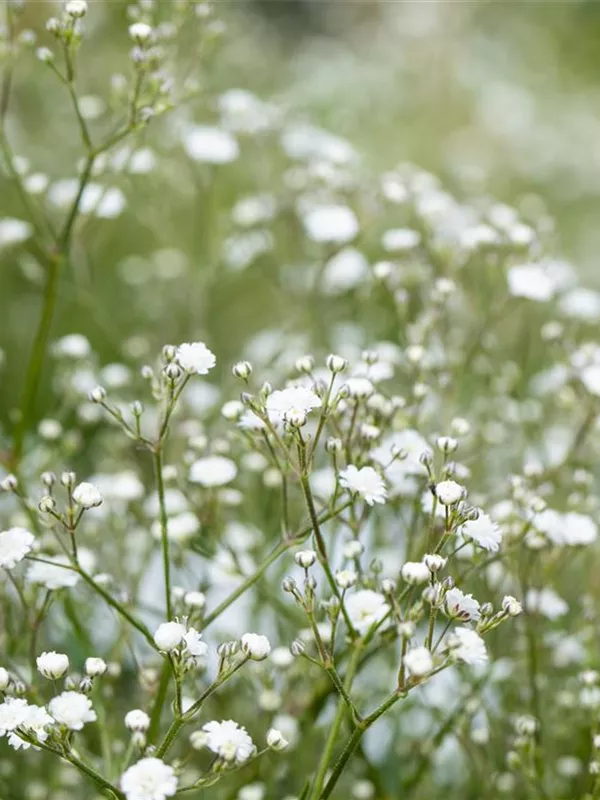 Schleierkraut 'Festival White'