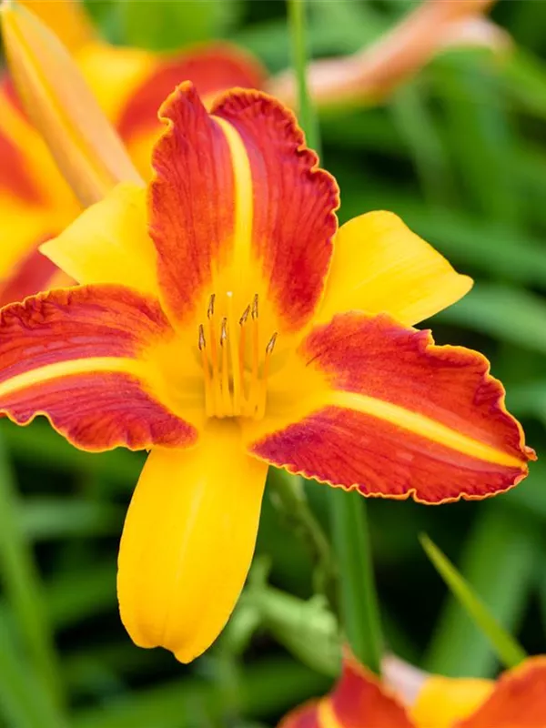 Taglilie 'Frans Hals'