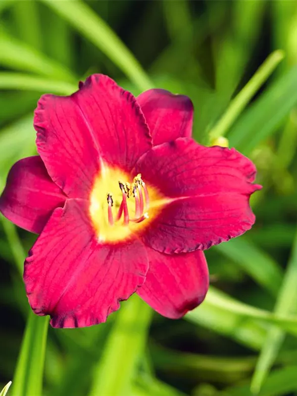 Taglilie 'Pardon Me'