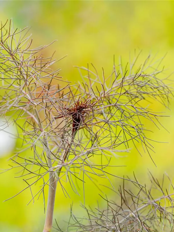 Bronzeblättriger Fenchel 'Purpureum'
