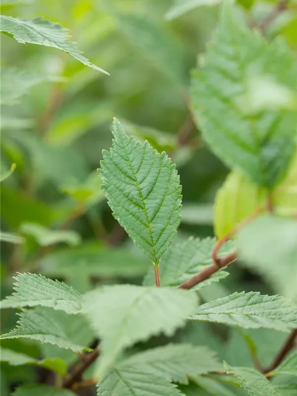 Europäische Weißulme