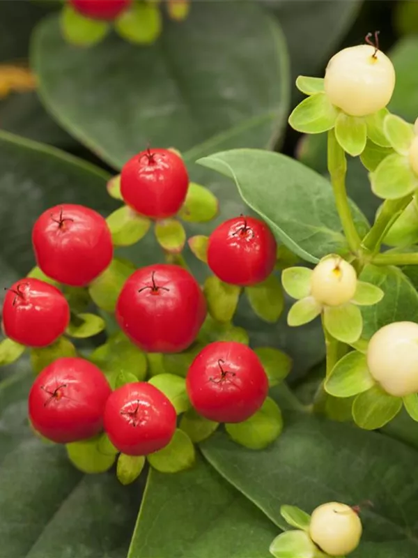 Johanniskraut 'Miracle Attraction'®