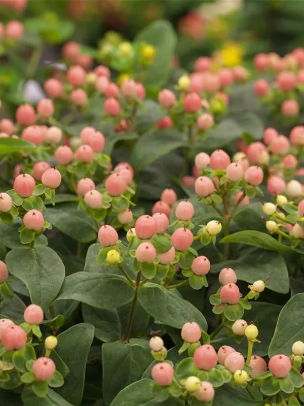 Johanniskraut 'Miracle Blossom'