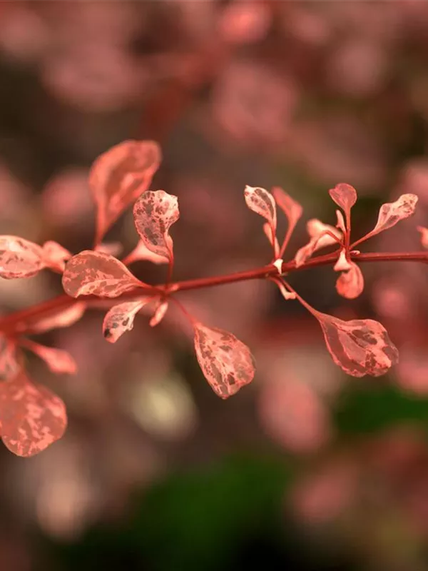 Berberitze 'Rose Glow'