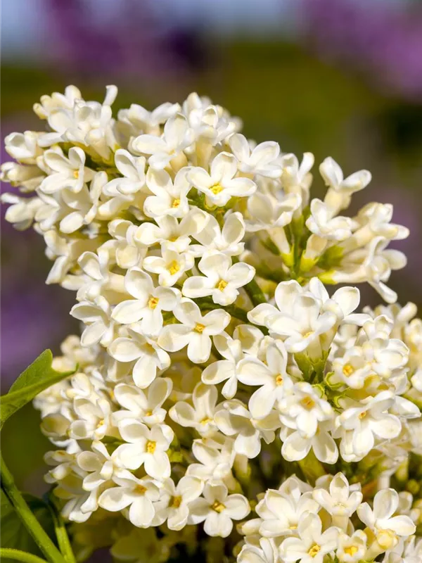 Edelflieder 'Primrose'