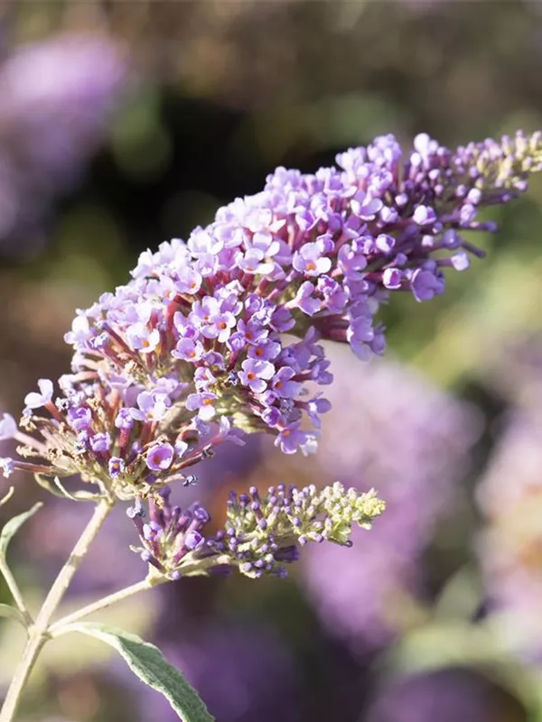 Schmetterlingsflieder BUZZ™ 'Midnight'