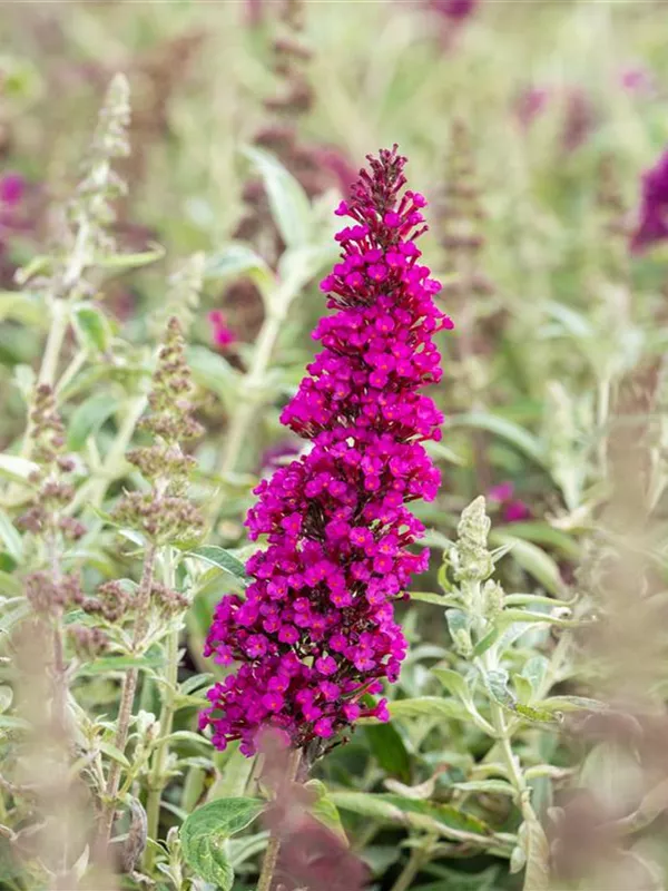 Schmetterlingsflieder BUZZ™ 'Magenta'