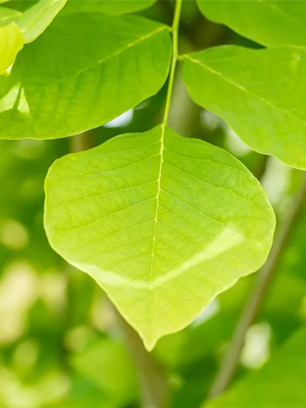 Amerikanisches Gelbholz