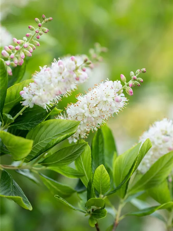 Silberkerzenstrauch 'Pink Spire'