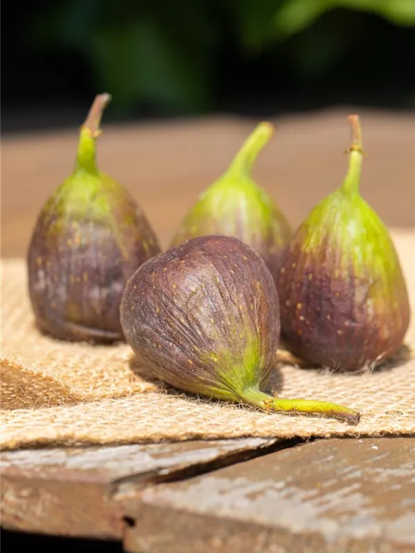 Feige 'Little Miss Figgy'