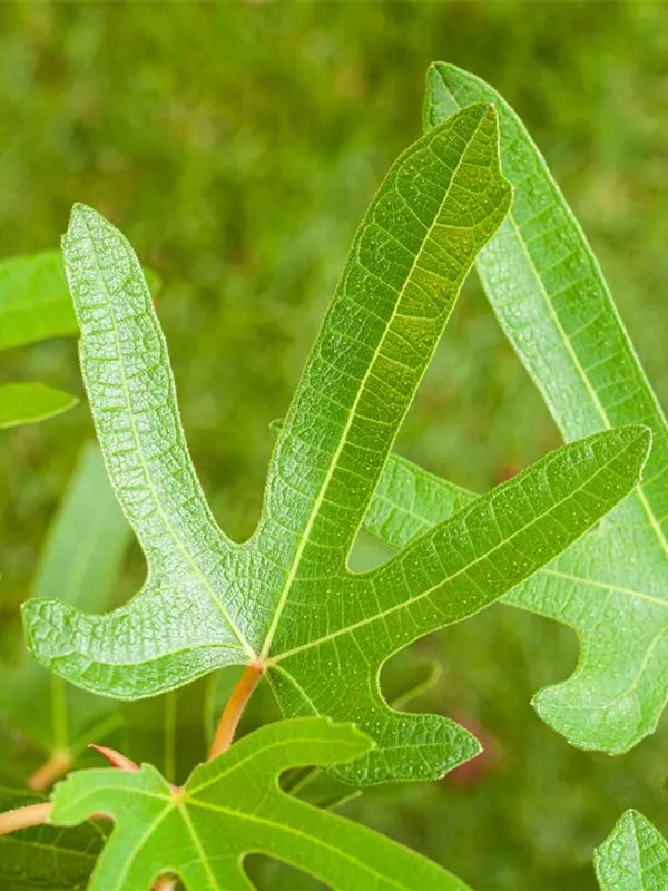 Feige 'Rouge de Bordeaux'