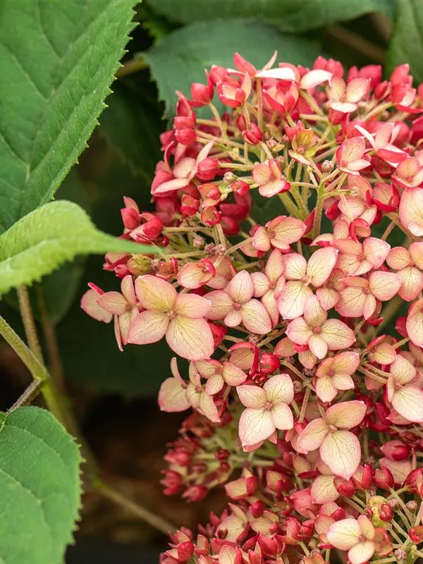 Ballhortensie 'Ruby Annabelle'®