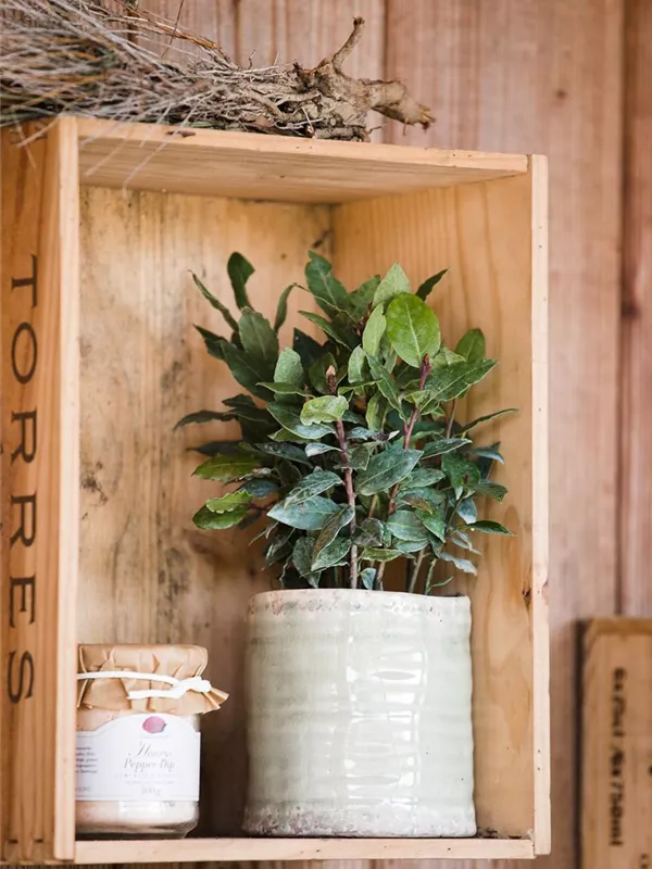 Lorbeerbaum 'Little Ragu® Sweet Bay'