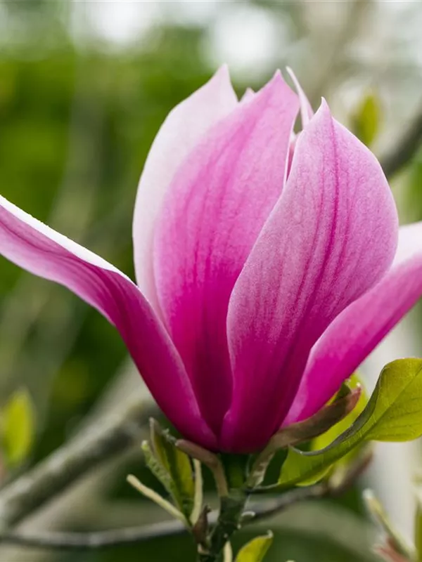 Magnolie 'March Till Frost'