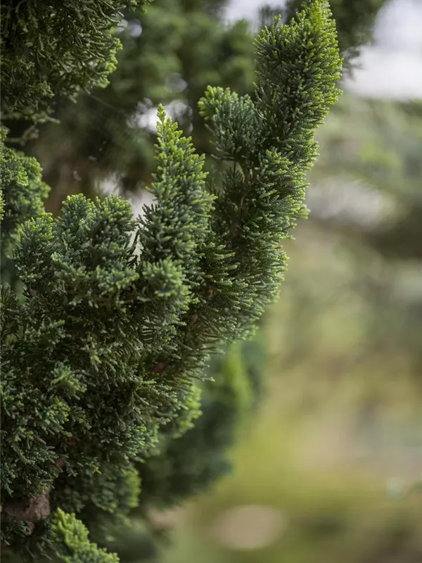 Gartenzypresse 'Wissel's Saguaro'