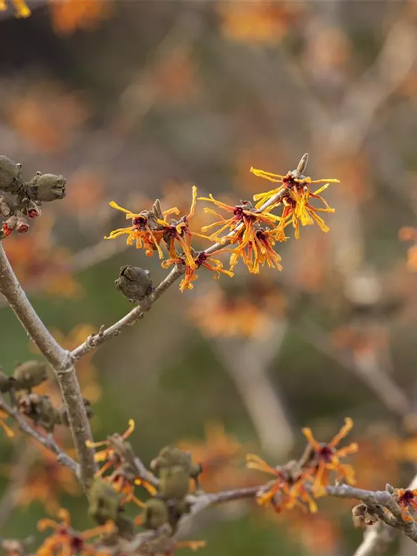 Zaubernuss 'Aphrodite'