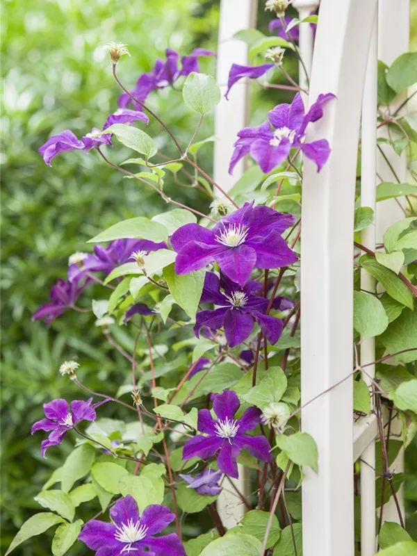 Waldrebe 'Warszawska Nike'