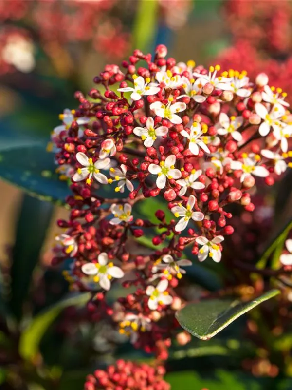 Skimmie 'Red Dwarf'®