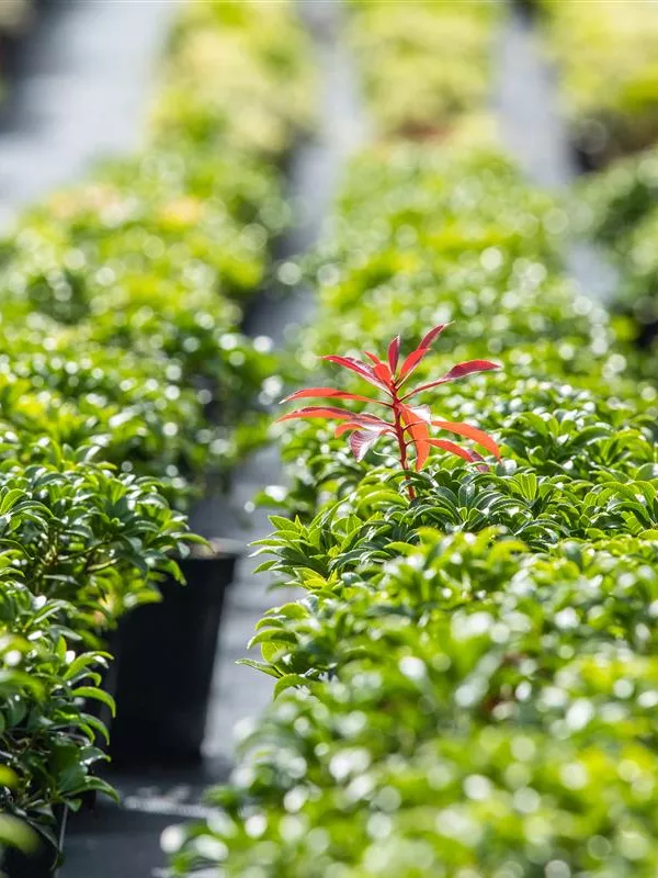 Schattenglöckchen 'Bonfire'