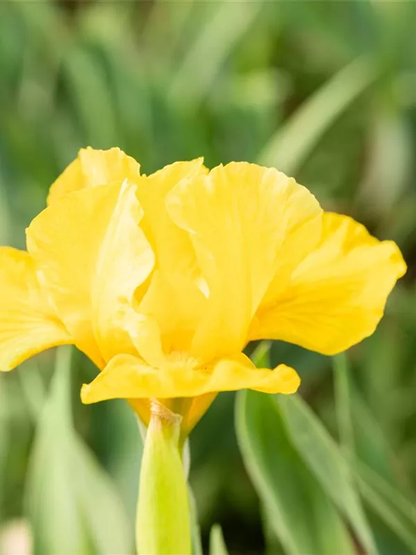 Zwergige Schwertlilie 'Orange Caper'