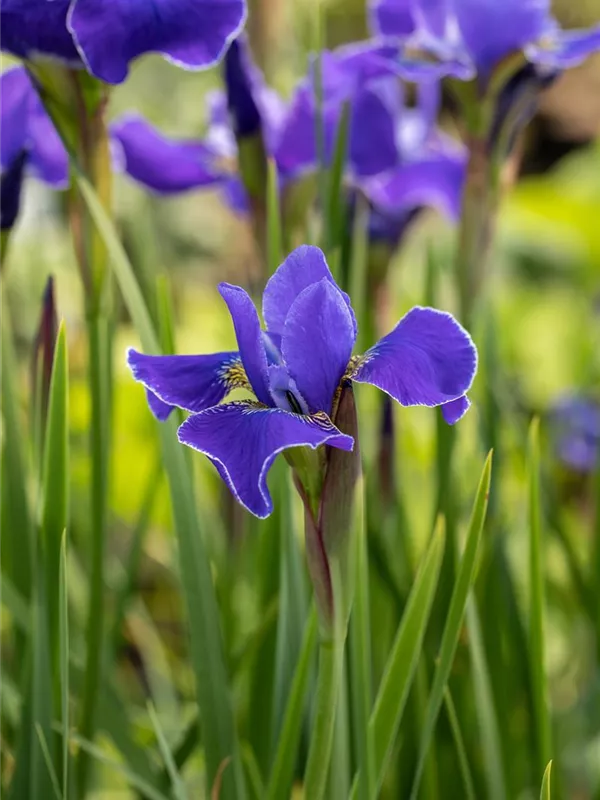 Bartlose Schwertlilie 'Caesar´s Brother'