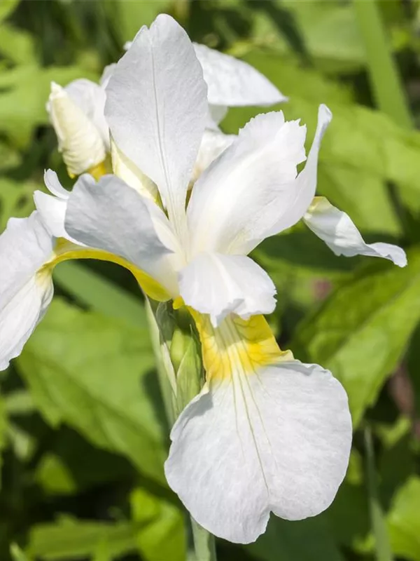 Bartlose Schwertlilie 'Mrs. Rowe'