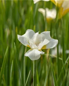 Bartlose Schwertlilie 'White Swirl'