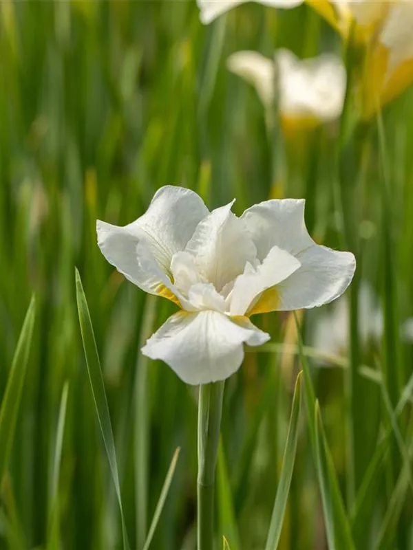 Bartlose Schwertlilie 'White Swirl'