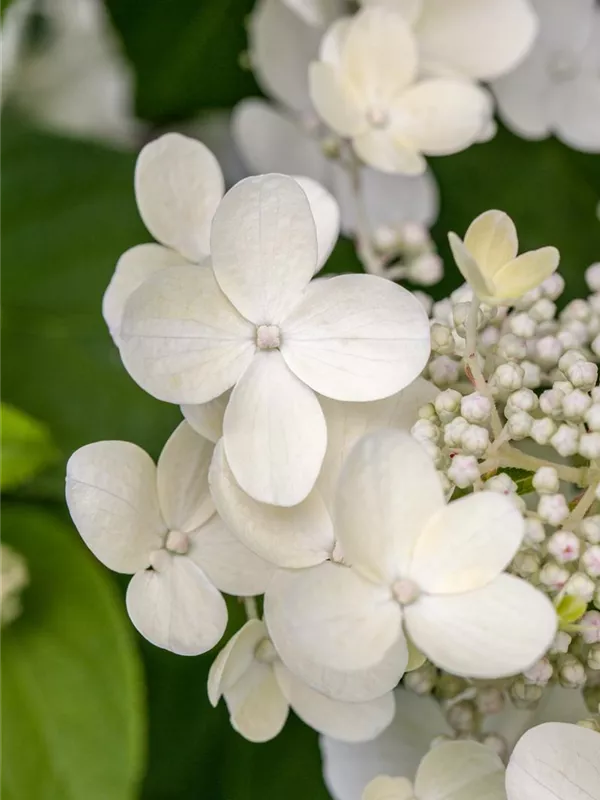 Tellerhortensie 'Lanarth White'