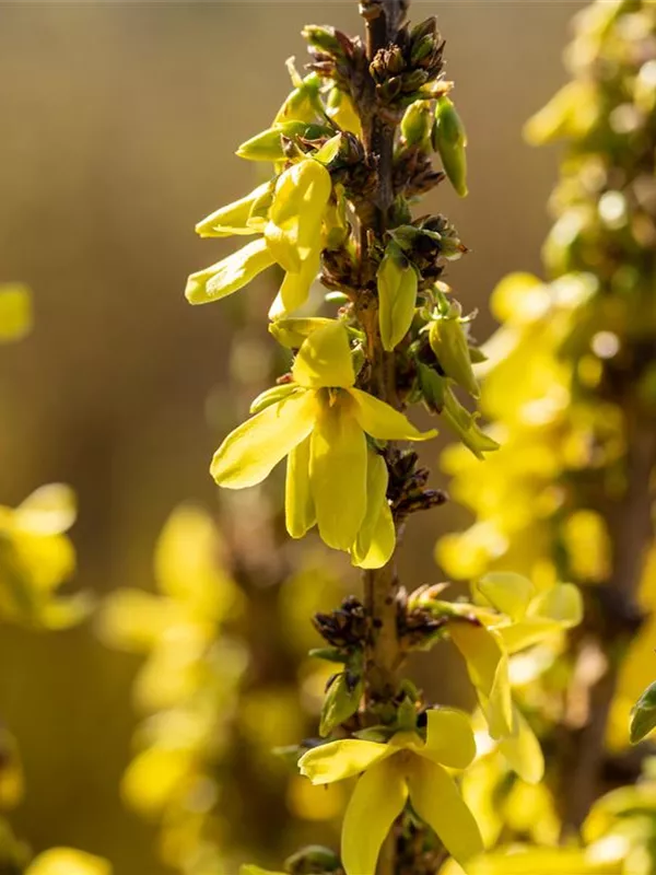 Forsythie 'Mikador'®