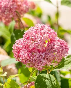 Ballhortensie 'Pink Annabelle'