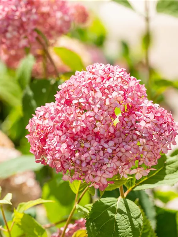 Ballhortensie 'Pink Annabelle'