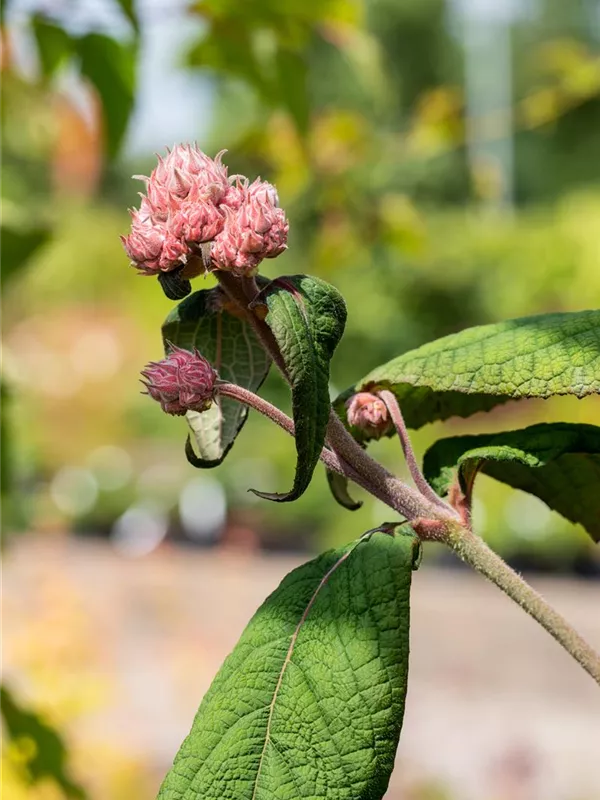 Samthortensie 'Macrophylla'