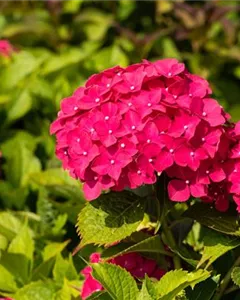 Bauernhortensie 'Freudenstein'