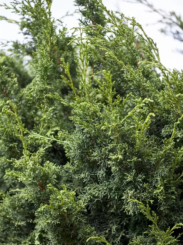 Chinesischer Wacholder 'Keteleeri'